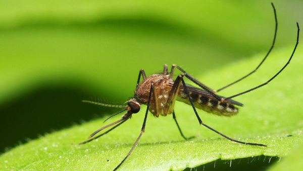 Les Maladies Tropicales : Comprendre, Prévenir et Lutter contre les Menaces Sanitaires en Afrique et dans les Régions Tropicales